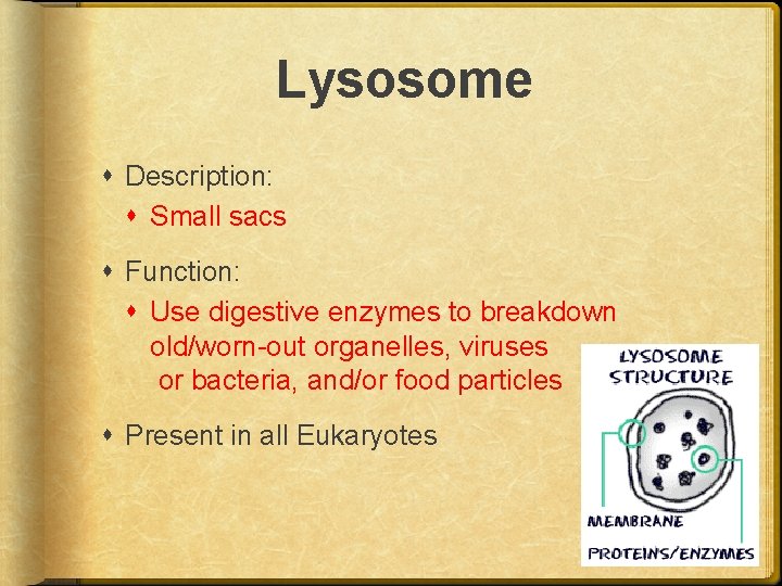 Lysosome Description: Small sacs Function: Use digestive enzymes to breakdown old/worn-out organelles, viruses or