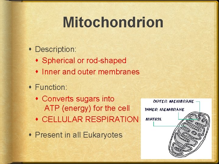 Mitochondrion Description: Spherical or rod-shaped Inner and outer membranes Function: Converts sugars into ATP