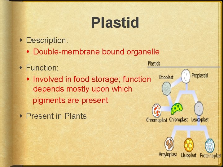 Plastid Description: Double-membrane bound organelle Function: Involved in food storage; function depends mostly upon