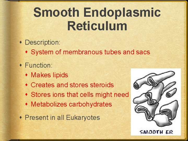 Smooth Endoplasmic Reticulum Description: System of membranous tubes and sacs Function: Makes lipids Creates