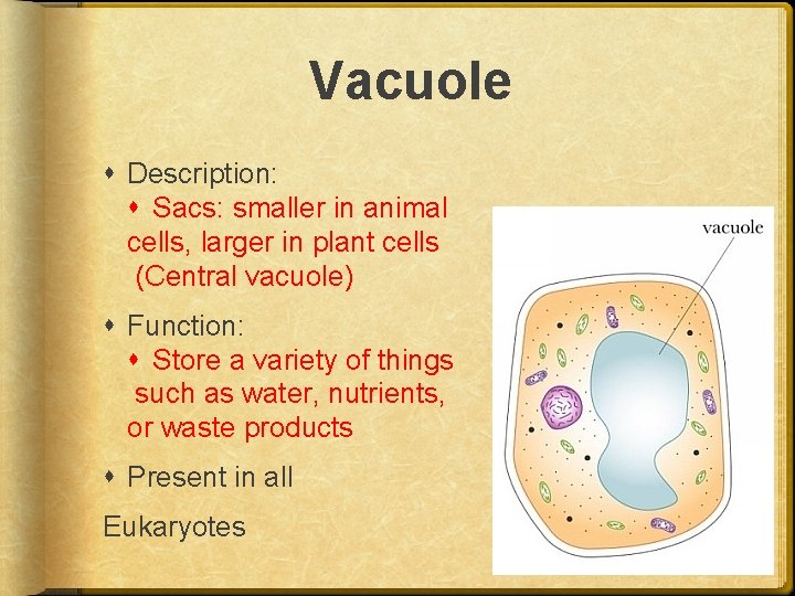 Vacuole Description: Sacs: smaller in animal cells, larger in plant cells (Central vacuole) Function: