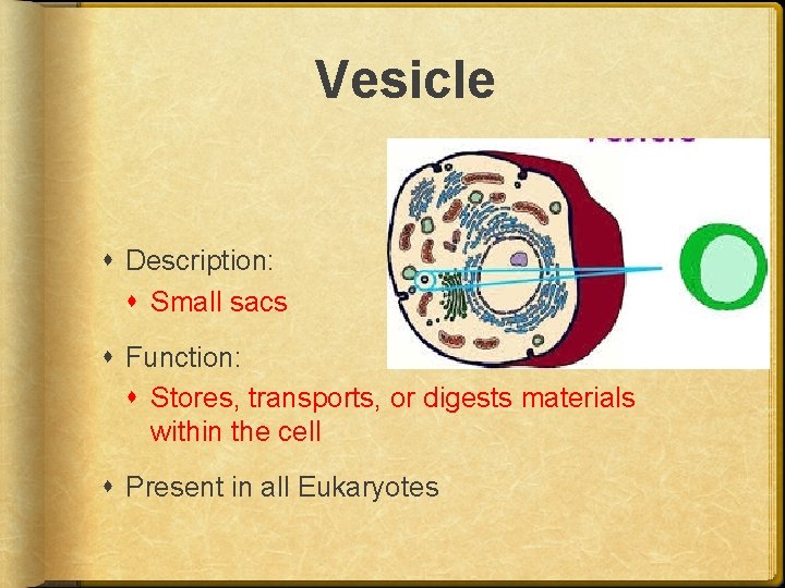 Vesicle Description: Small sacs Function: Stores, transports, or digests materials within the cell Present