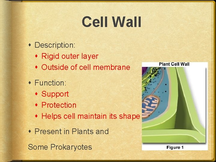 Cell Wall Description: Rigid outer layer Outside of cell membrane Function: Support Protection Helps