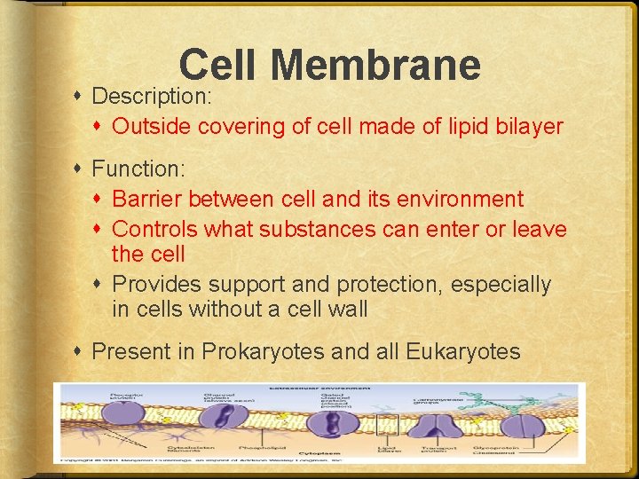 Cell Membrane Description: Outside covering of cell made of lipid bilayer Function: Barrier between