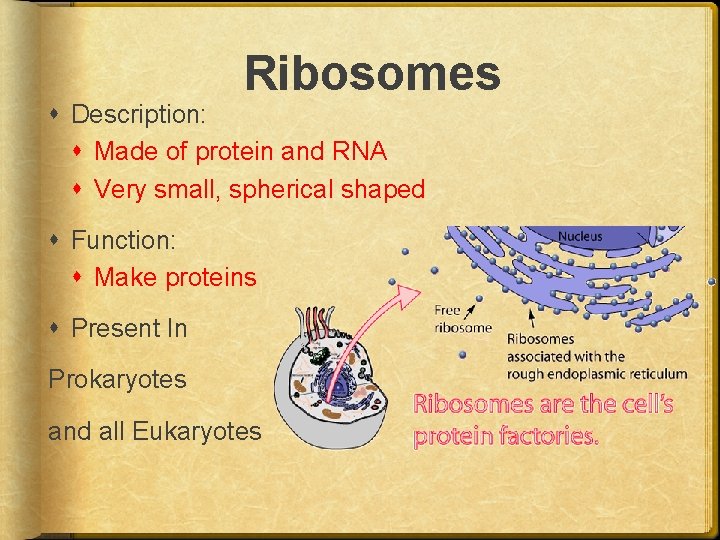 Ribosomes Description: Made of protein and RNA Very small, spherical shaped Function: Make proteins