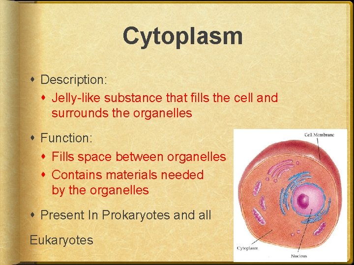 Cytoplasm Description: Jelly-like substance that fills the cell and surrounds the organelles Function: Fills