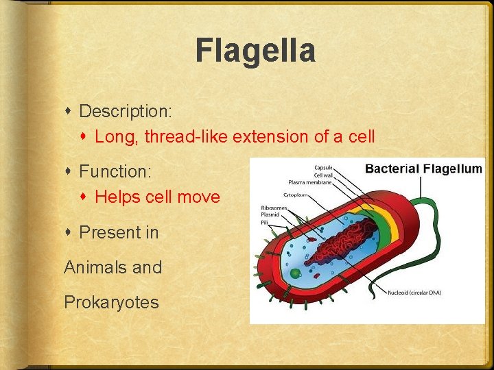 Flagella Description: Long, thread-like extension of a cell Function: Helps cell move Present in