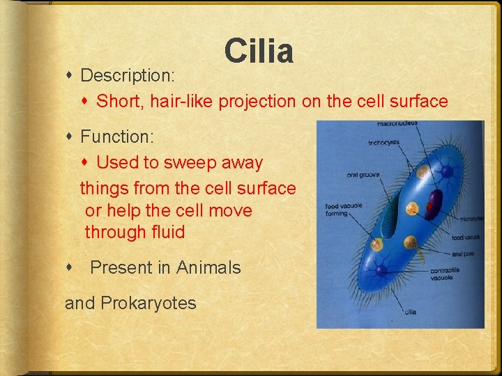 Cilia Description: Short, hair-like projection on the cell surface Function: Used to sweep away