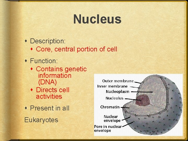 Nucleus Description: Core, central portion of cell Function: Contains genetic information (DNA) Directs cell