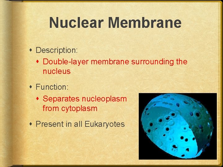 Nuclear Membrane Description: Double-layer membrane surrounding the nucleus Function: Separates nucleoplasm from cytoplasm Present