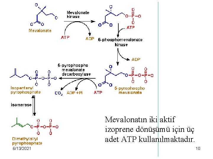 Mevalonatın iki aktif izoprene dönüşümü için üç adet ATP kullanılmaktadır. 6/13/2021 10 