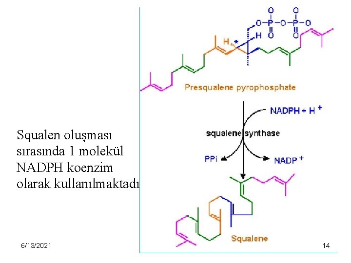 Squalen oluşması sırasında 1 molekül NADPH koenzim olarak kullanılmaktadır. 6/13/2021 14 14 