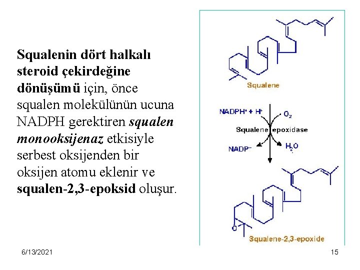 Squalenin dört halkalı steroid çekirdeğine dönüşümü için, önce squalen molekülünün ucuna NADPH gerektiren squalen