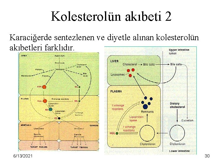 Kolesterolün akıbeti 2 Karaciğerde sentezlenen ve diyetle alınan kolesterolün akıbetleri farklıdır. 6/13/2021 30 