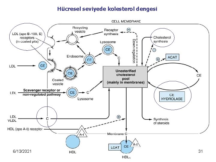 Hücresel seviyede kolesterol dengesi 6/13/2021 31 