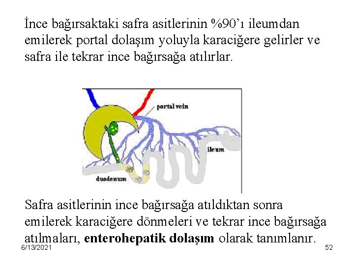 İnce bağırsaktaki safra asitlerinin %90’ı ileumdan emilerek portal dolaşım yoluyla karaciğere gelirler ve safra