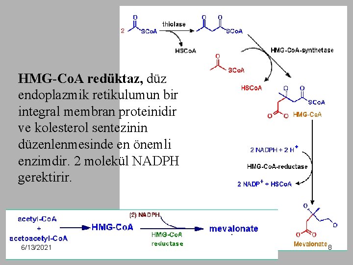 HMG-Co. A redüktaz, düz endoplazmik retikulumun bir integral membran proteinidir ve kolesterol sentezinin düzenlenmesinde