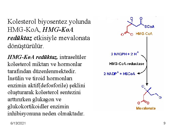 Kolesterol biyosentez yolunda HMG-Ko. A, HMG-Ko. A redüktaz etkisiyle mevalonata dönüştürülür. HMG-Ko. A redüktaz,