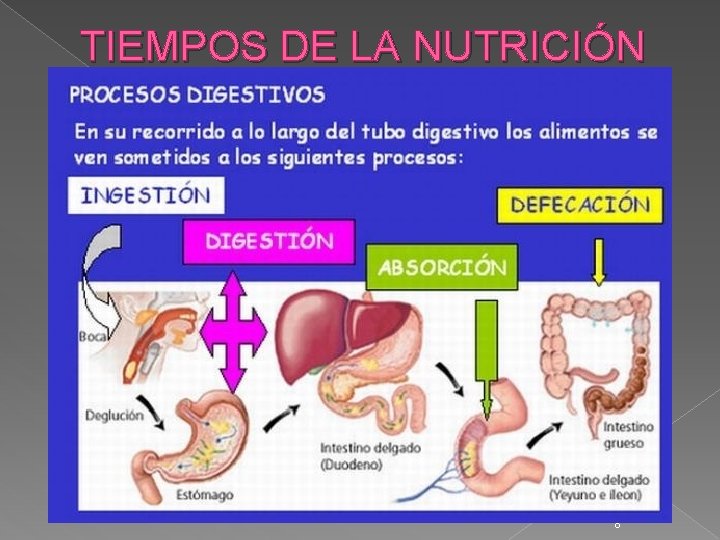 TIEMPOS DE LA NUTRICIÓN 8 