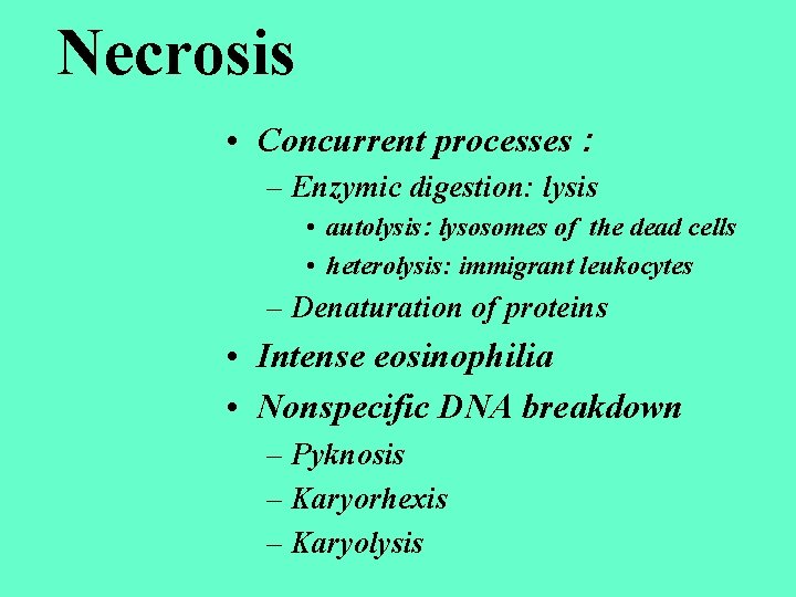 Necrosis • Concurrent processes : – Enzymic digestion: lysis • autolysis: lysosomes of the