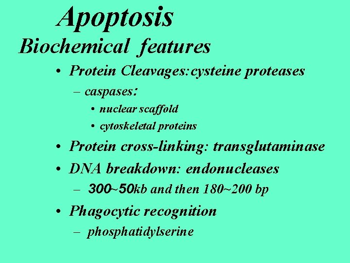 Apoptosis Biochemical features • Protein Cleavages: cysteine proteases – caspases: • nuclear scaffold •