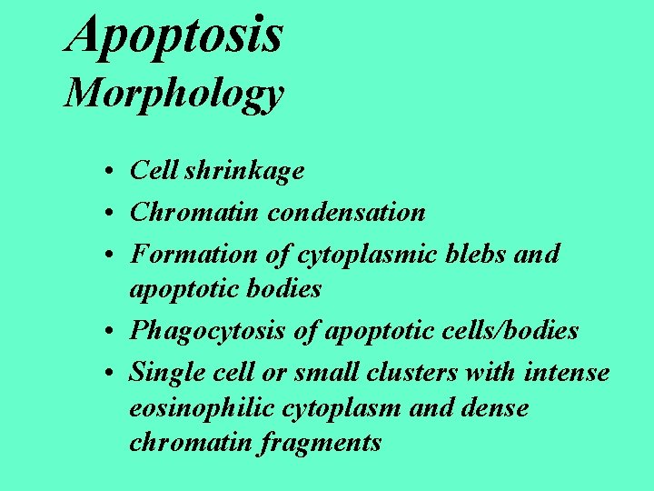 Apoptosis Morphology • Cell shrinkage • Chromatin condensation • Formation of cytoplasmic blebs and