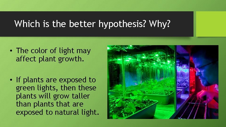 Which is the better hypothesis? Why? • The color of light may affect plant