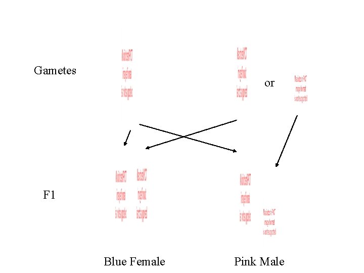 Gametes or F 1 Blue Female Pink Male 