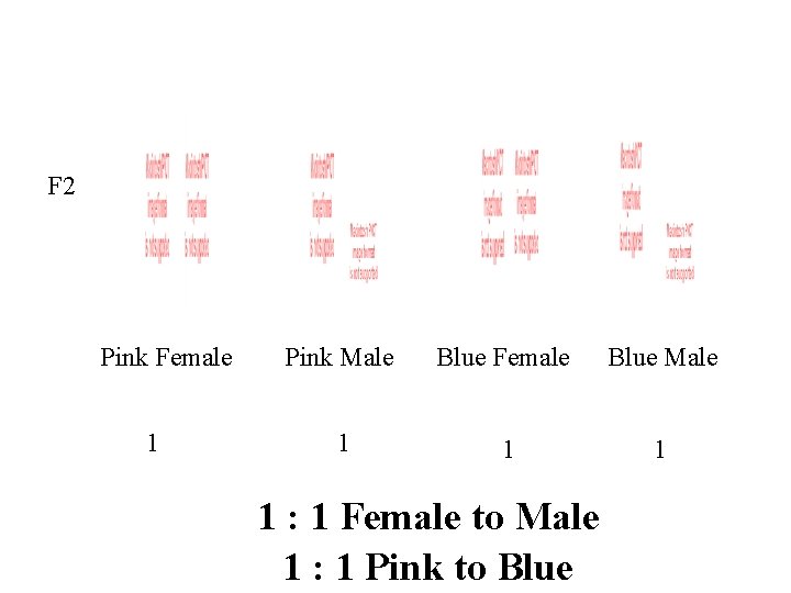 F 2 Pink Female 1 Pink Male Blue Female Blue Male 1 1 :