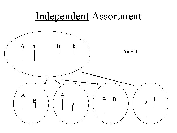 Independent Assortment A A a B B b A b 2 n = 4