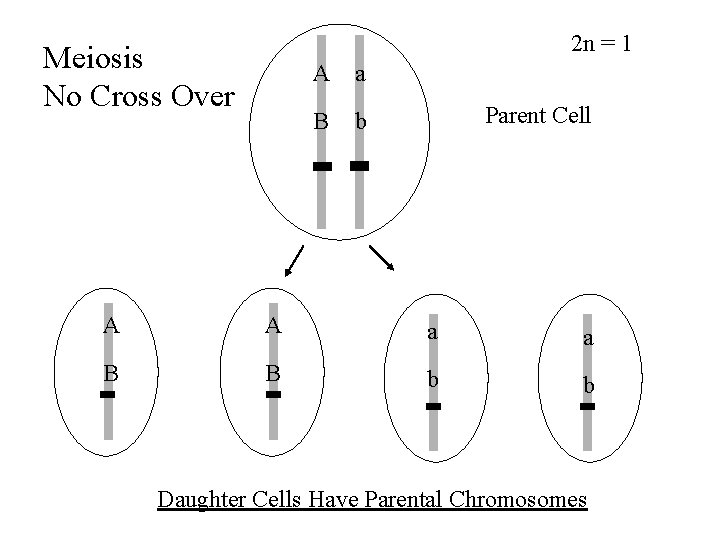 2 n = 1 Meiosis No Cross Over A a B b Parent Cell