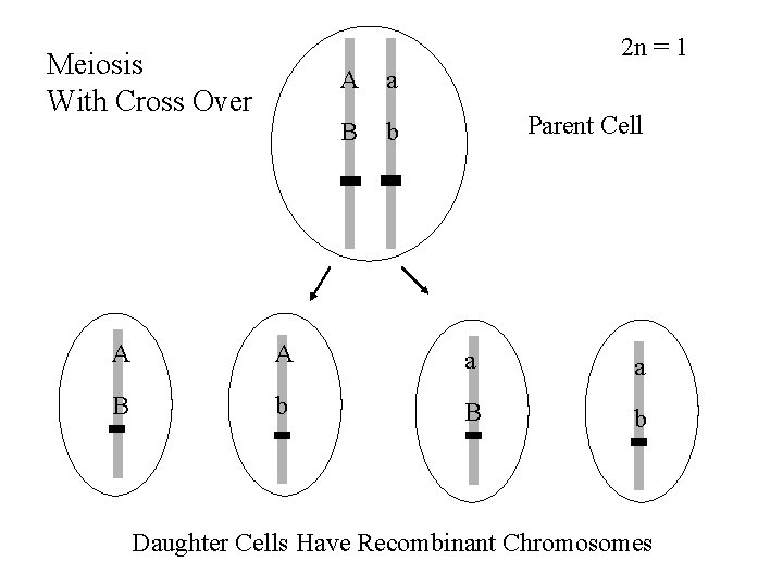 2 n = 1 Meiosis With Cross Over A a B b Parent Cell