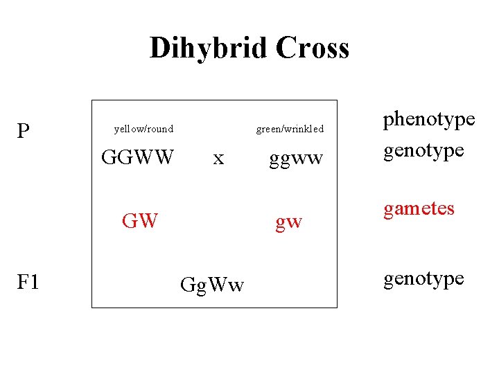 Dihybrid Cross P yellow/round GGWW green/wrinkled x GW F 1 ggww gw Gg. Ww