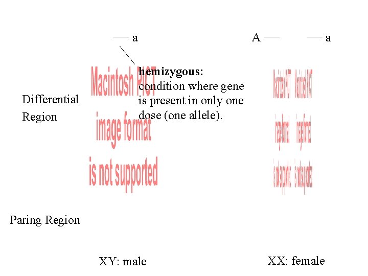 a Differential Region A a hemizygous: condition where gene is present in only one