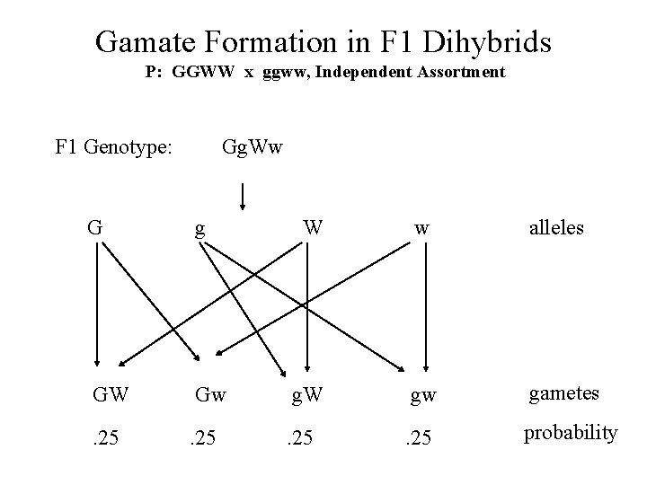 Gamate Formation in F 1 Dihybrids P: GGWW x ggww, Independent Assortment F 1
