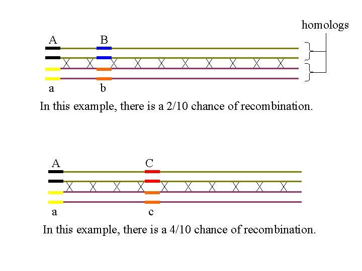 homologs A B a b In this example, there is a 2/10 chance of