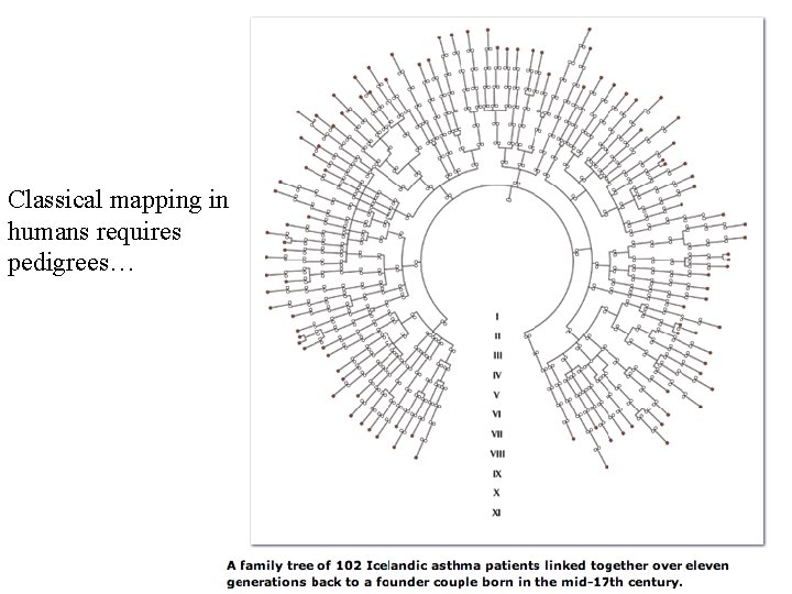 Classical mapping in humans requires pedigrees… 