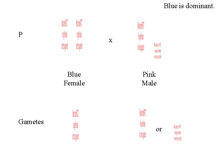 Blue is dominant. P x Blue Female Gametes Pink Male or 