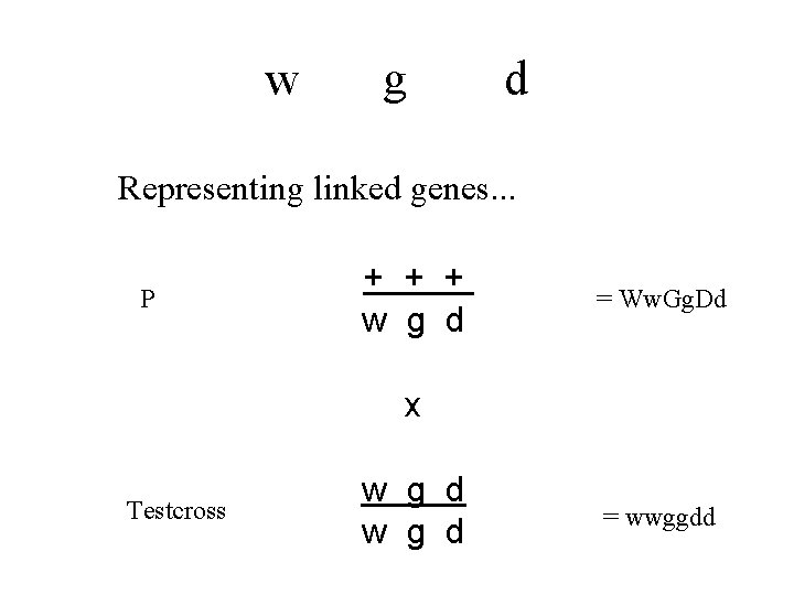 w g d Representing linked genes. . . P + + + w g