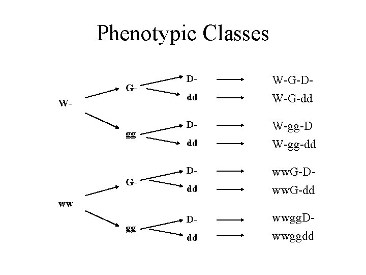 Phenotypic Classes GWgg Ddd D- G- dd W-G-DW-G-dd W-gg-D W-gg-dd ww. G-Dww. G-dd ww