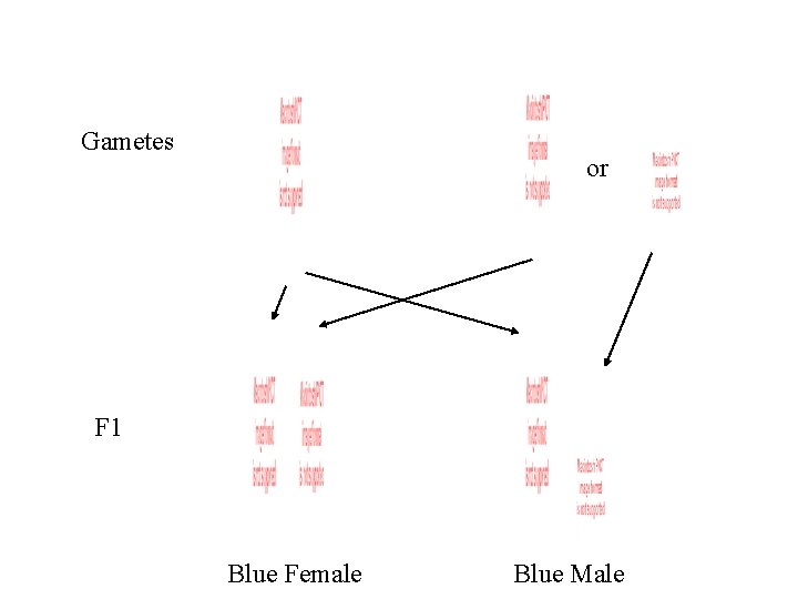 Gametes or F 1 Blue Female Blue Male 