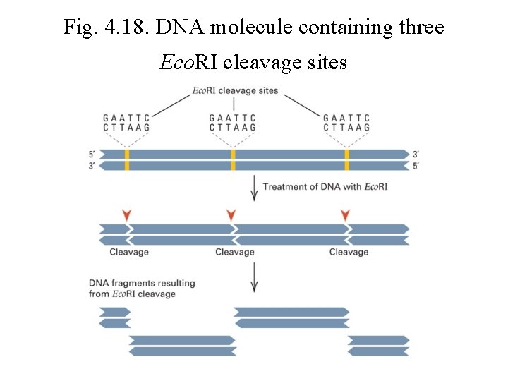 Fig. 4. 18. DNA molecule containing three Eco. RI cleavage sites 