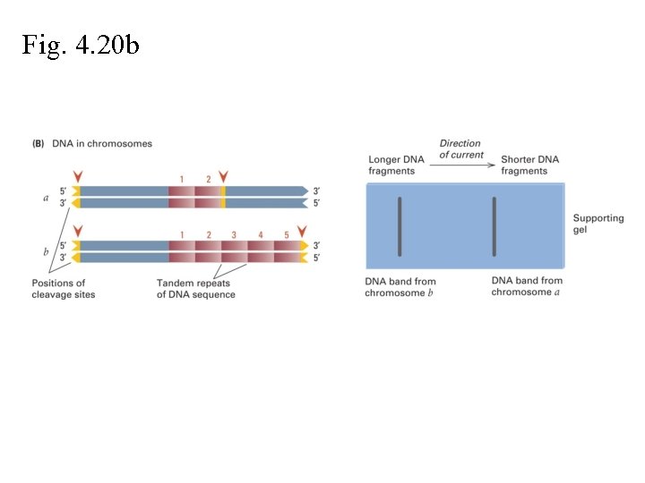 Fig. 4. 20 b 