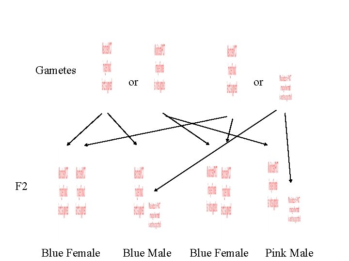 Gametes or or F 2 Blue Female Blue Male Blue Female Pink Male 