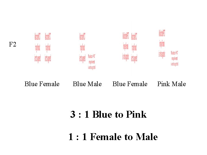 F 2 Blue Female Blue Male Blue Female Pink Male 3 : 1 Blue