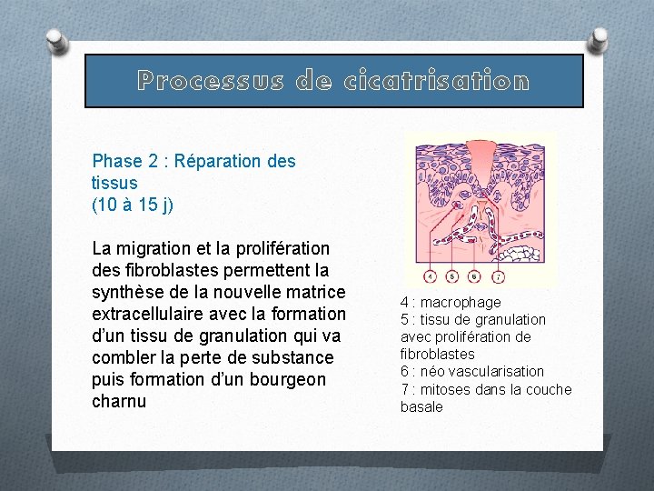 Processus de cicatrisation Phase 2 : Réparation des tissus (10 à 15 j) La Processus de cicatrisation Phase 2 : Réparation des tissus (10 à 15 j) La