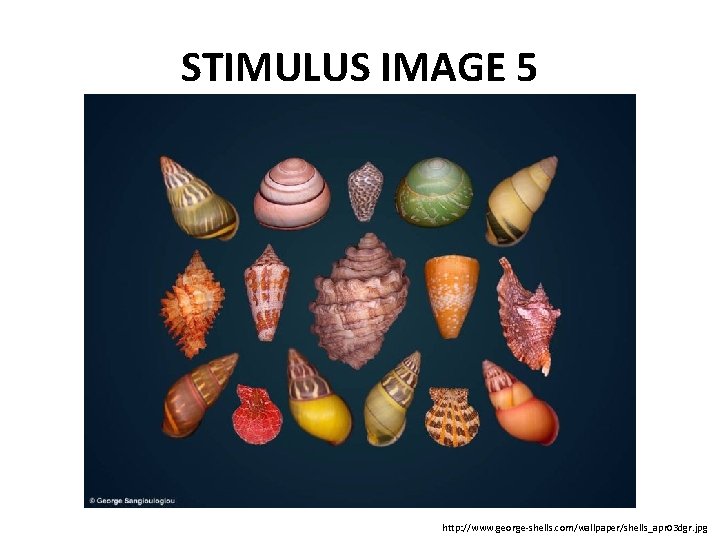 STIMULUS IMAGE 5 http: //www. george-shells. com/wallpaper/shells_apr 03 dgr. jpg 