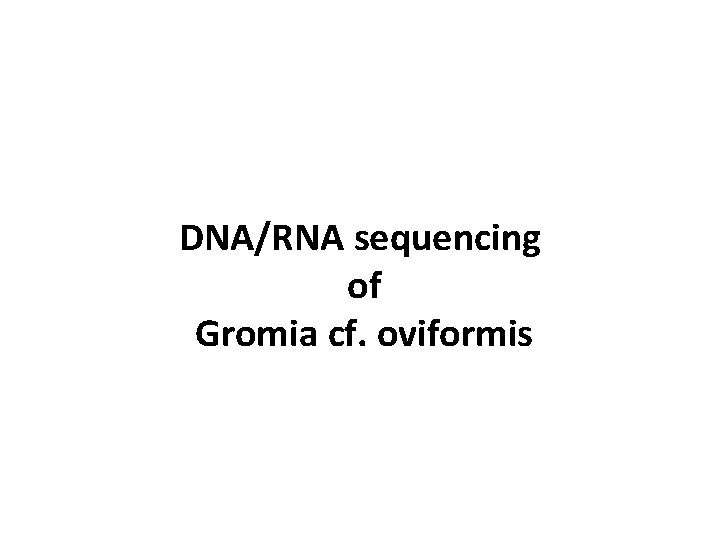 DNA/RNA sequencing of Gromia cf. oviformis 