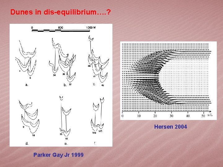 Dunes in dis-equilibrium…. ? Hersen 2004 Parker Gay Jr 1999 