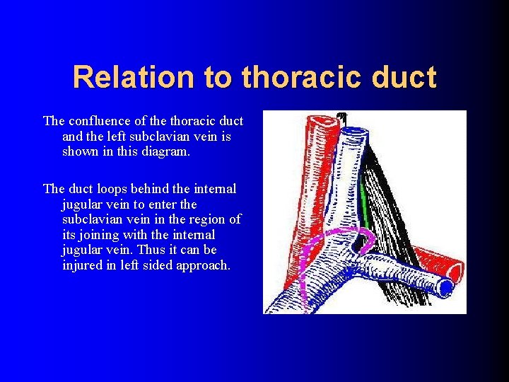 Relation to thoracic duct The confluence of the thoracic duct and the left subclavian Relation to thoracic duct The confluence of the thoracic duct and the left subclavian